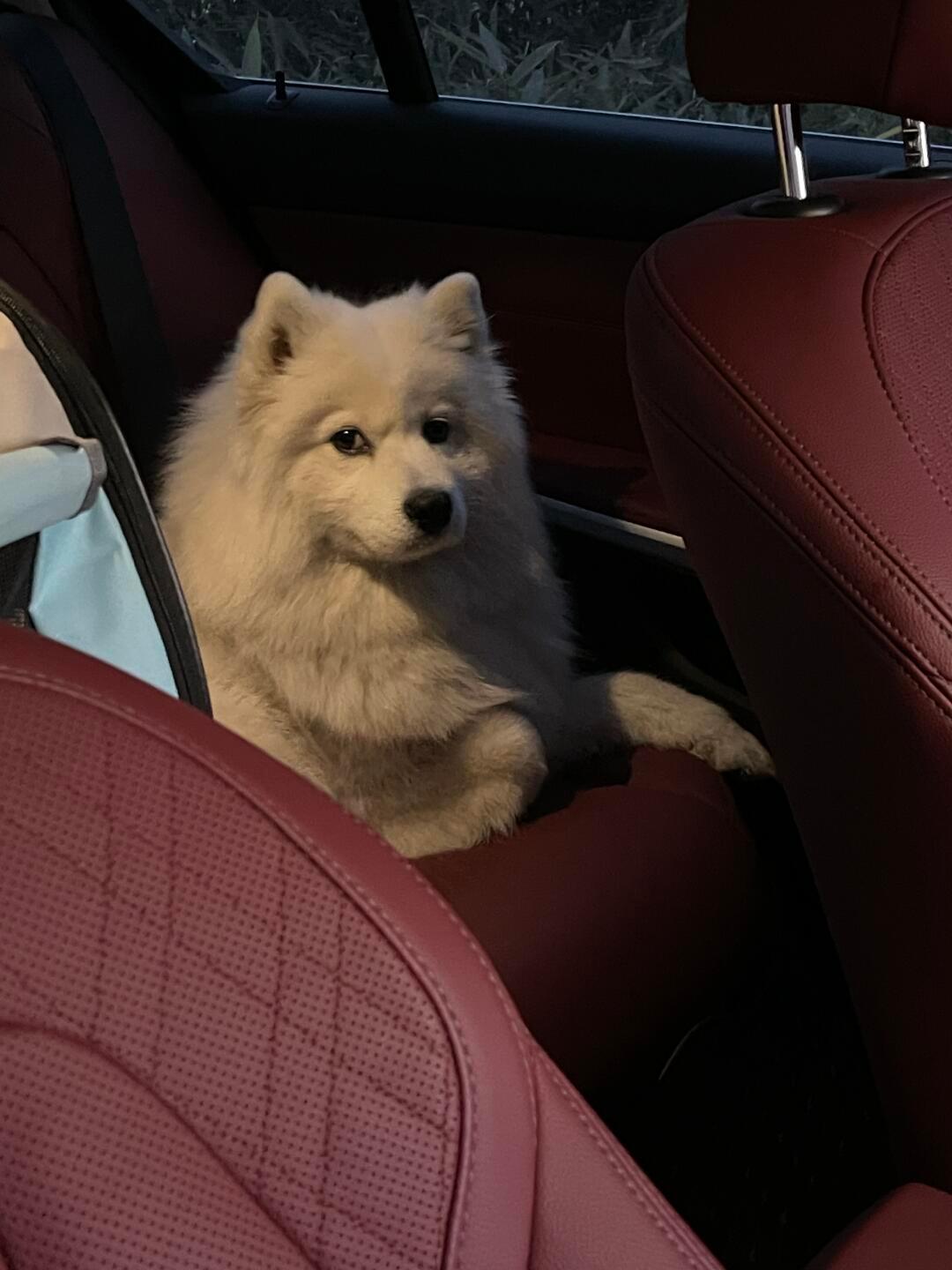 耶总：你开车门慢了，明天不用来了 