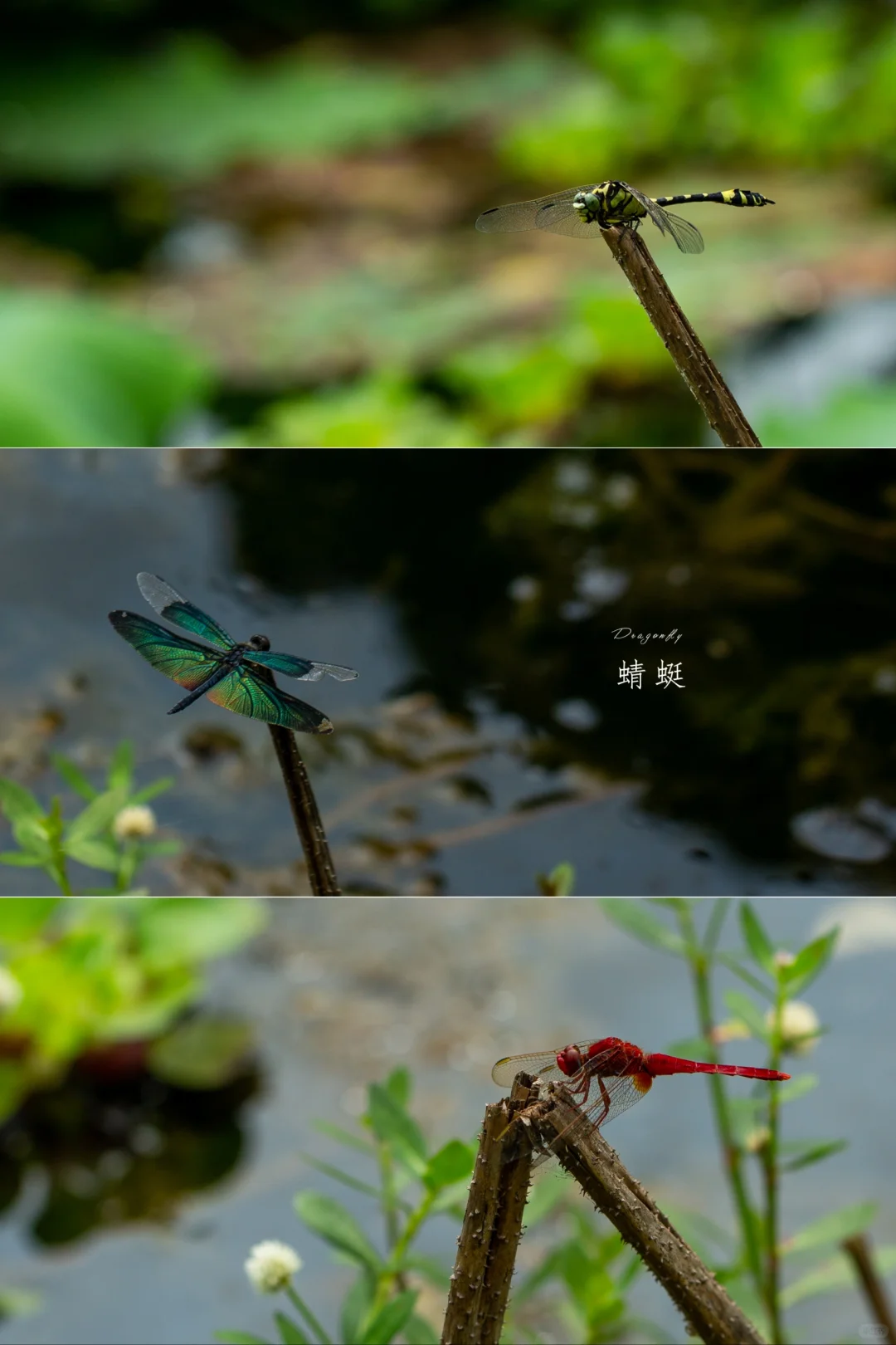 看看这个夏天，你拍到的蜻蜓？