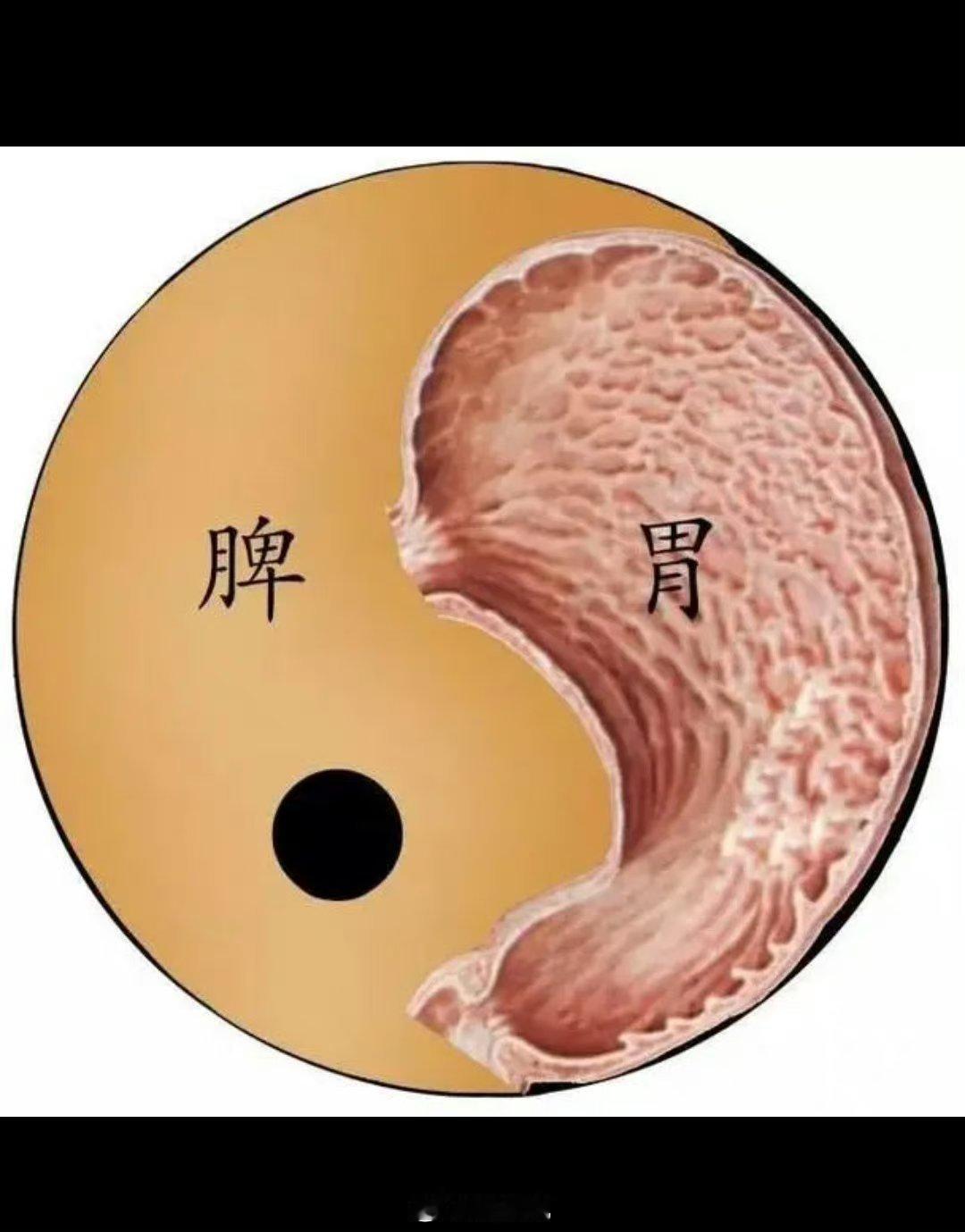 【#吃不下饭是身体在保护你#】华夏生生医学（中医）认为有胃气则生，无胃气则死！人