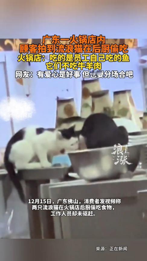 “顾客天塌了！”12月15日，广东佛山，一男子去吃火锅时，竟看到后厨的台子上，有