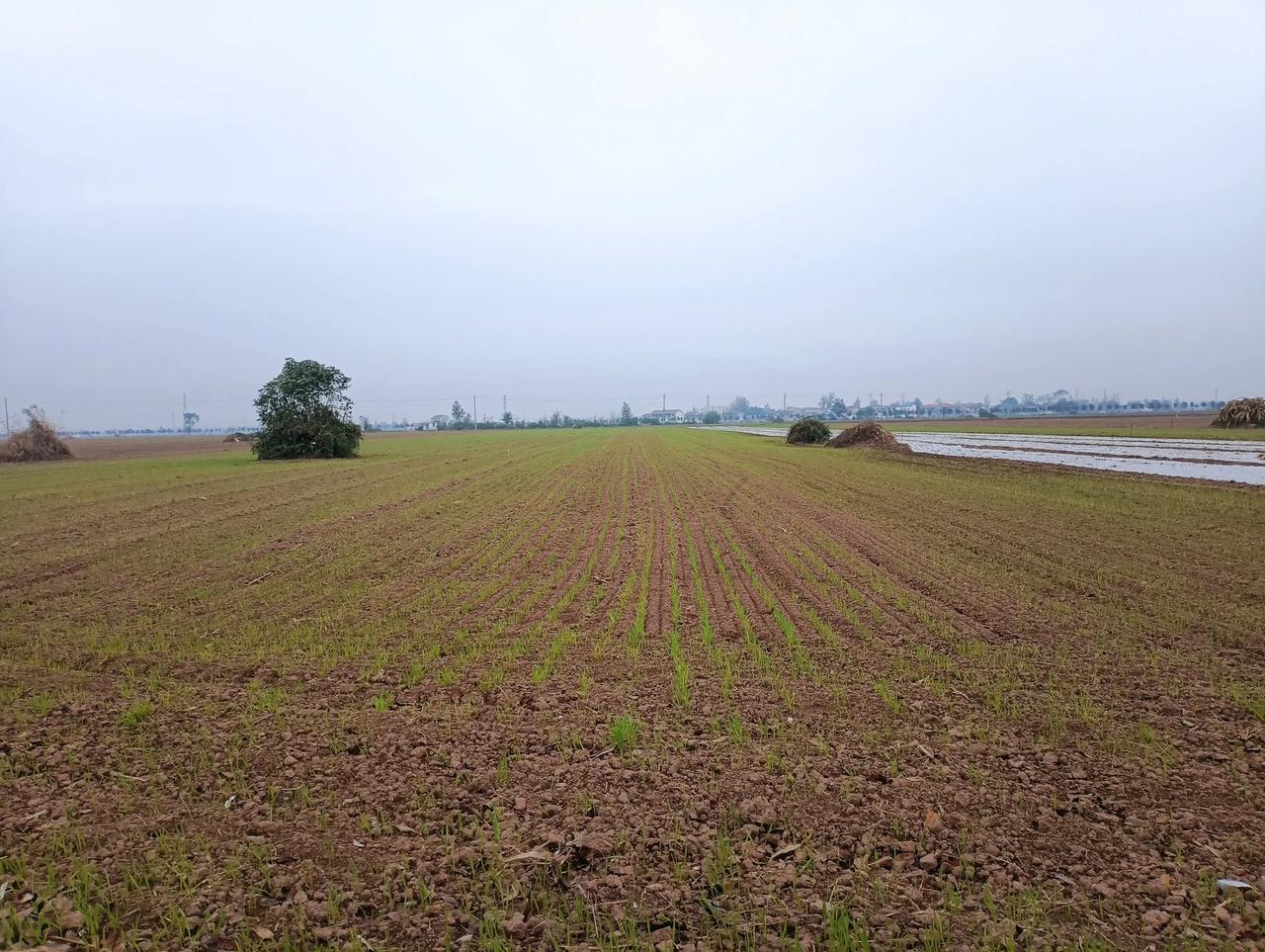 趁墒播种，一片风光！
    河南省虞城县王集乡潘寨村的农民，抢抓机遇，趁墒播种