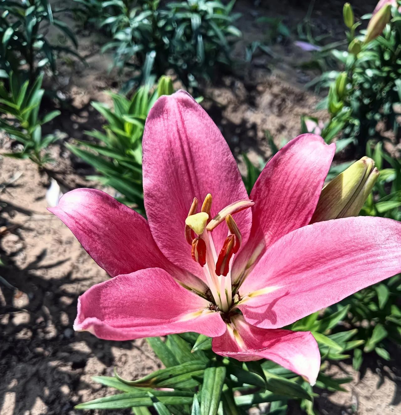 上次回村里，我见到了已经再嫁的邻居大姐，六十来岁的人了，说话还是嘎嘣脆，笑起来前