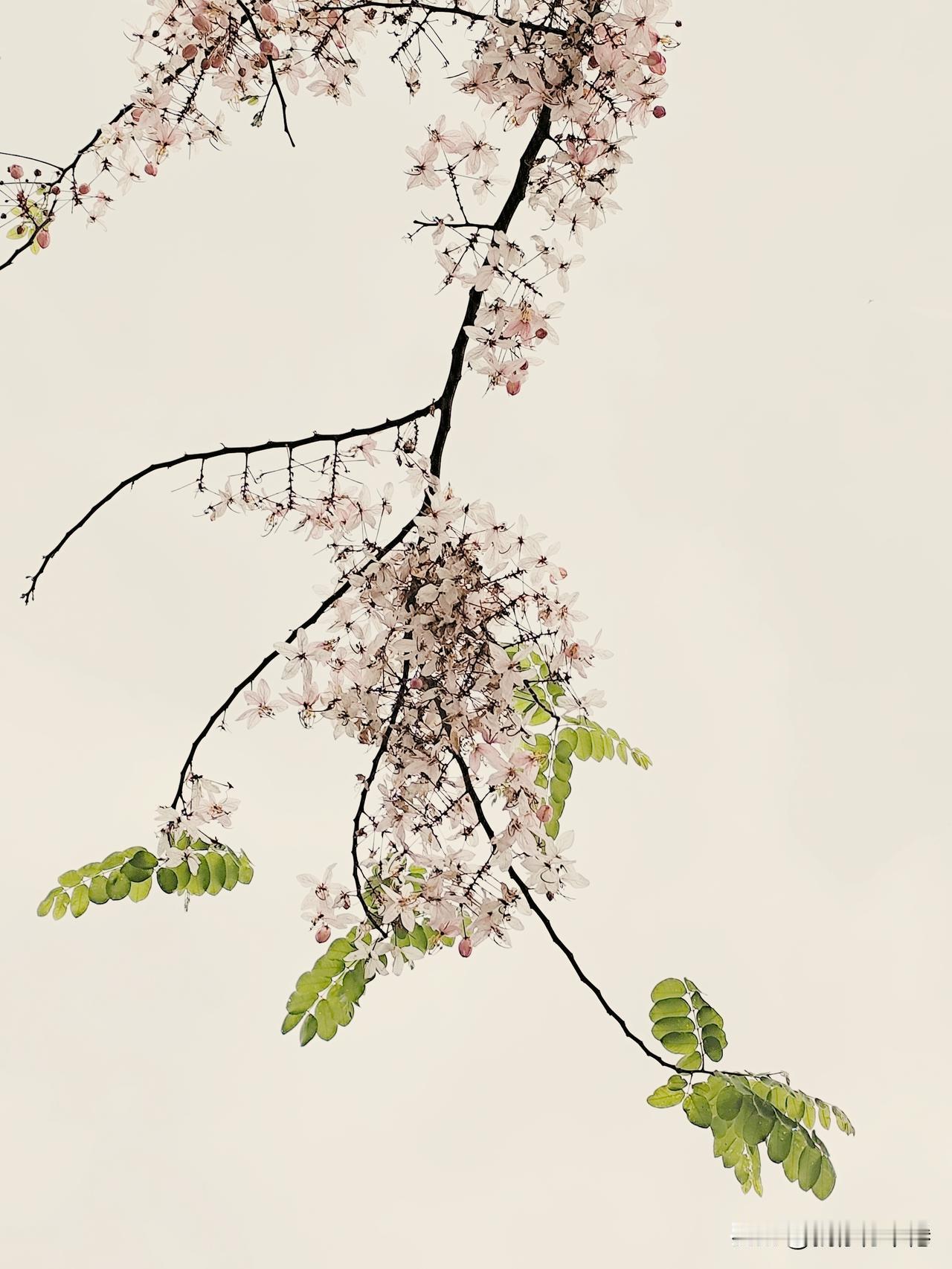 《广州一景》（61）
--麓湖的泰国樱