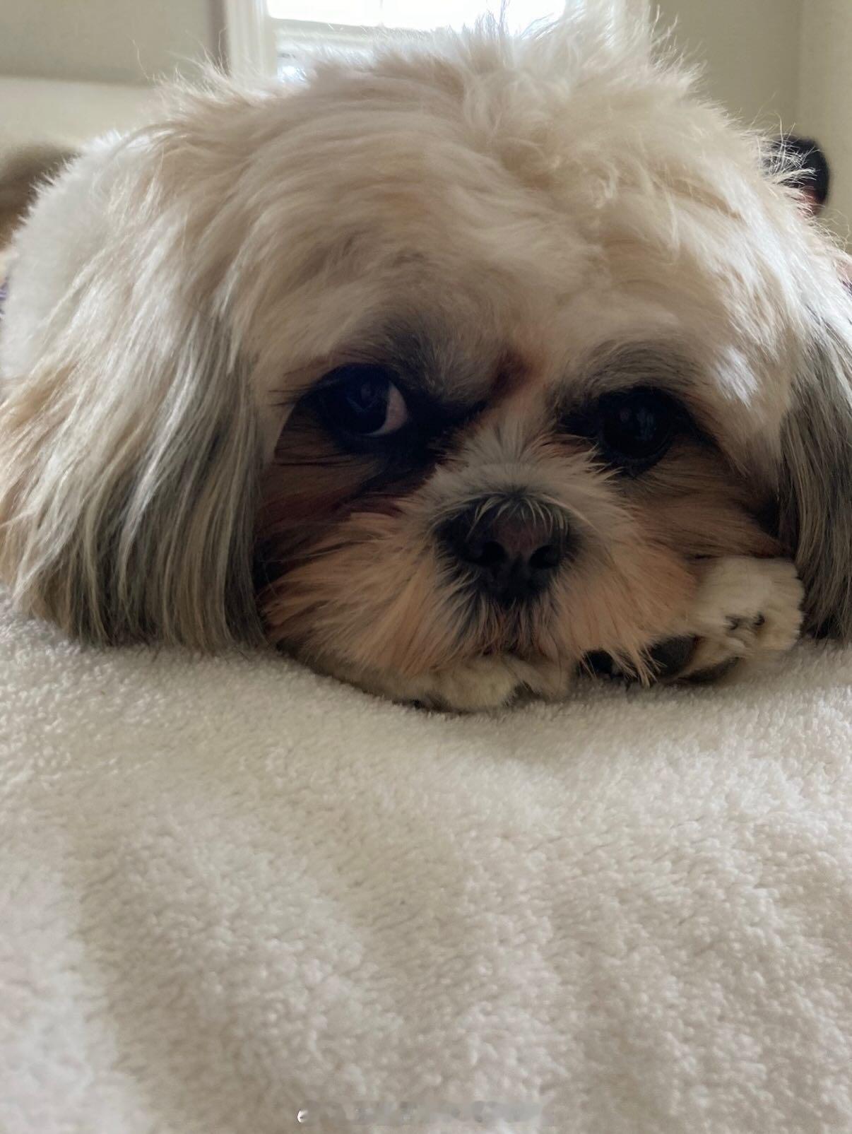 王室王室泰国王室小三和儿子 镇宅二哥的宝贝狗狗，他和镇宅都继承了狗哥爱狗的特点，