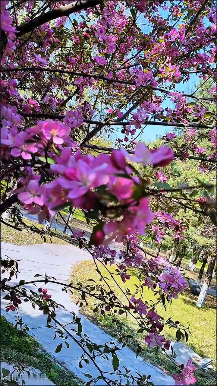 我今天起了个大早，不是为了看日出，而是为了看这一束的花开。因为我怕来晚了，花就落