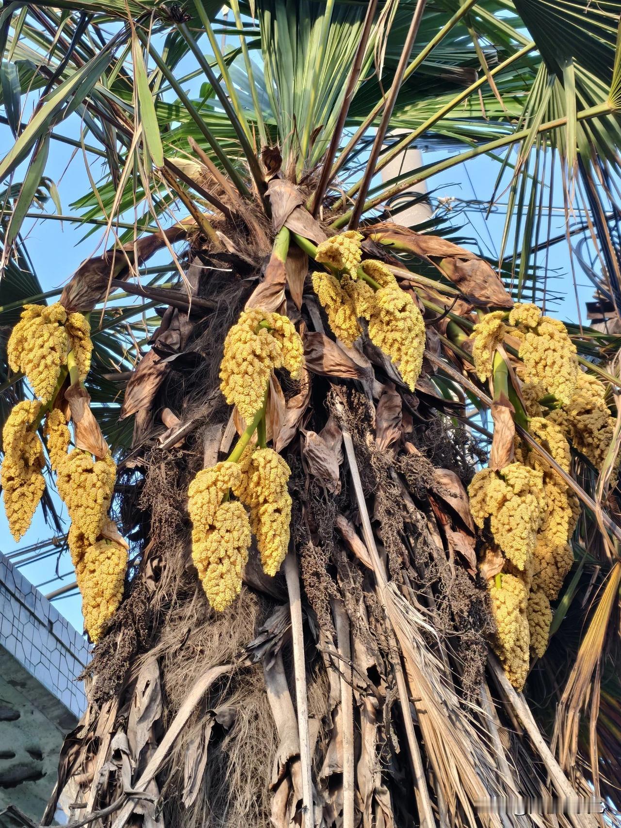 此花为何花
成串结穗荚
头顶绿罗伞
遍身著麻甲