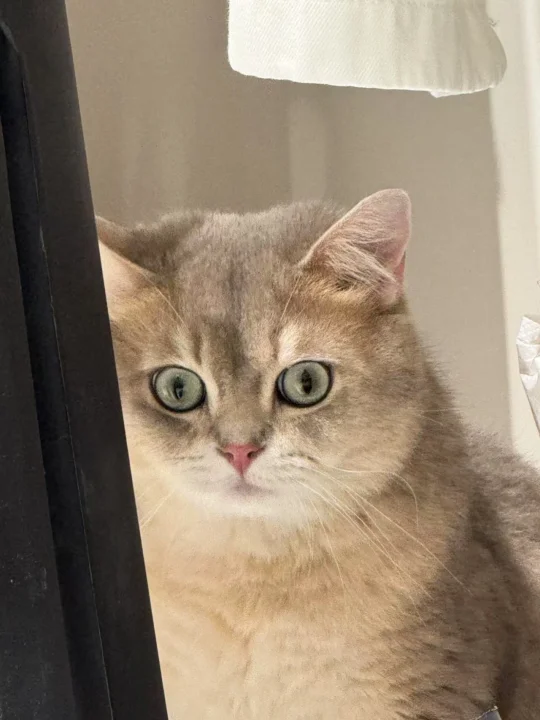 最惨猫舍之买的种公都不行
