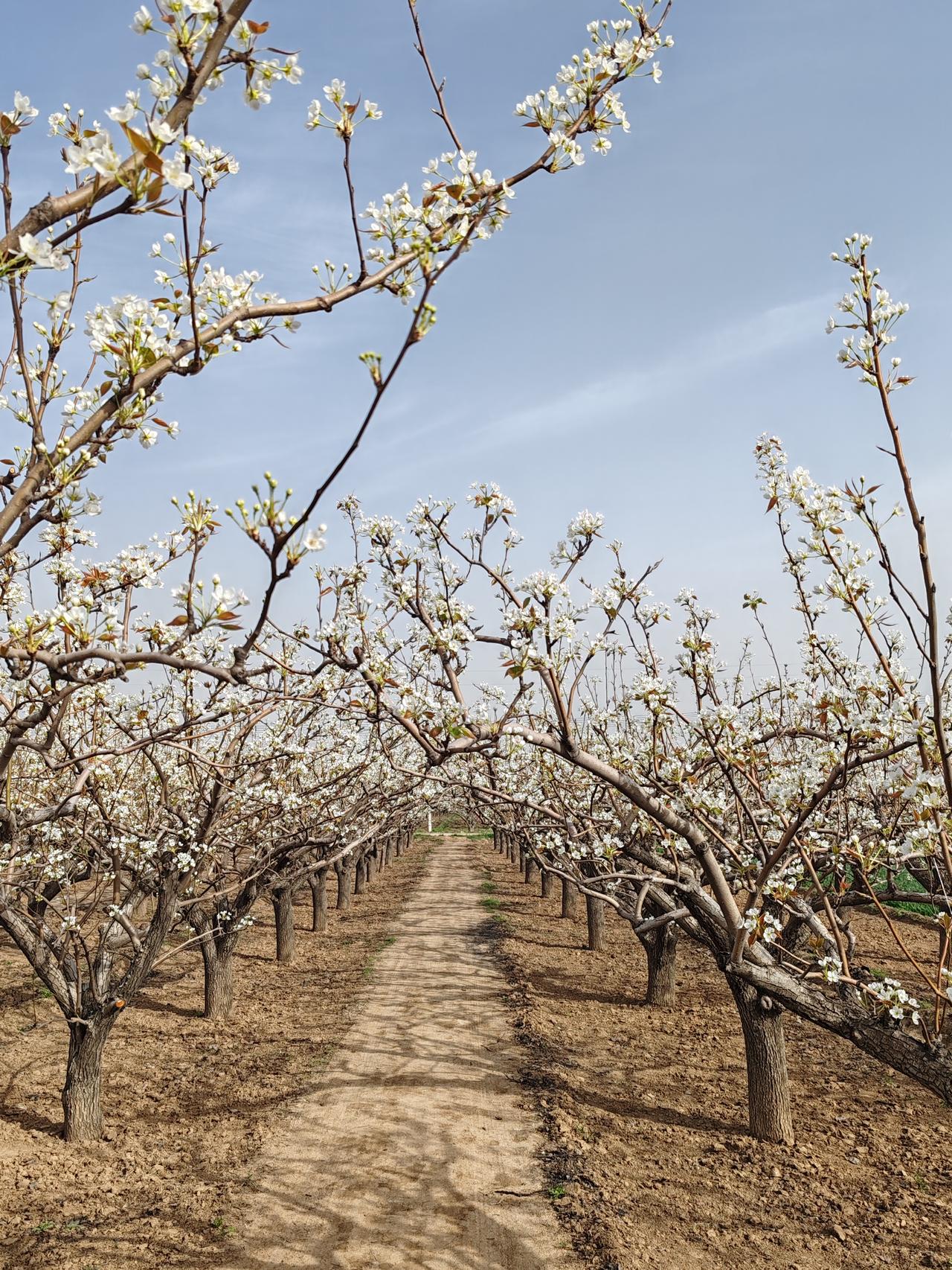 我漫步在梨园之中，脚下松软的泥土散发着淡淡的芬芳，与梨花的香气交织在一起，形成一