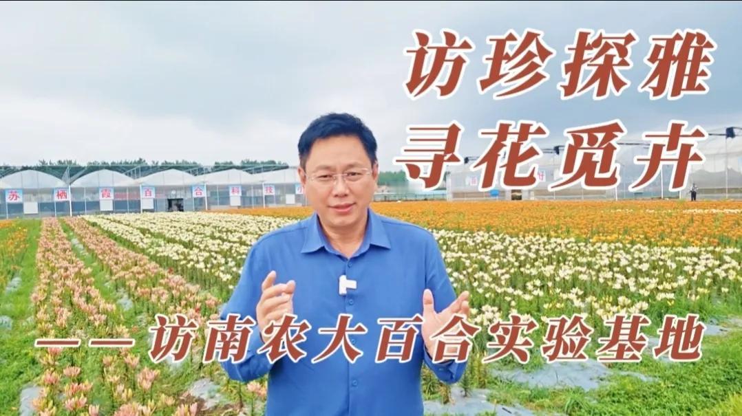 南京农业大学百合实验基地
平时，我总带大家穿梭在南京历史的尘埃里，触摸千年的砖石