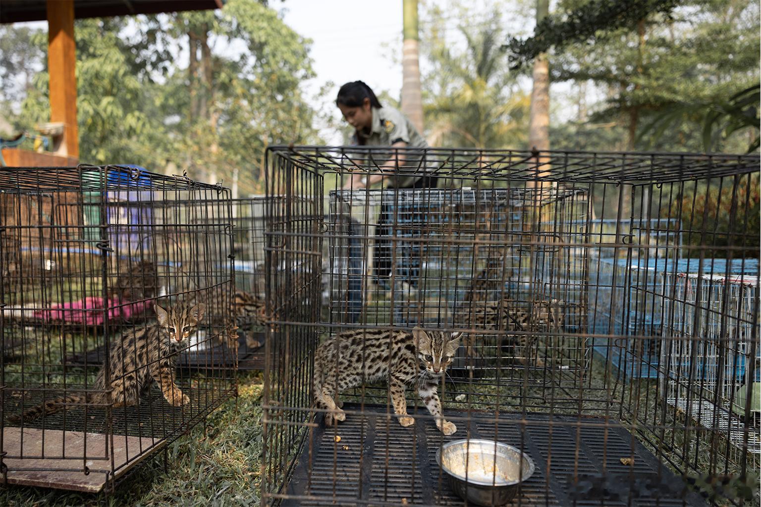 胡须烧焦、皮肤烫伤，但它活下来了——五十多只豹猫宝宝的重生记每年12月到次年4月