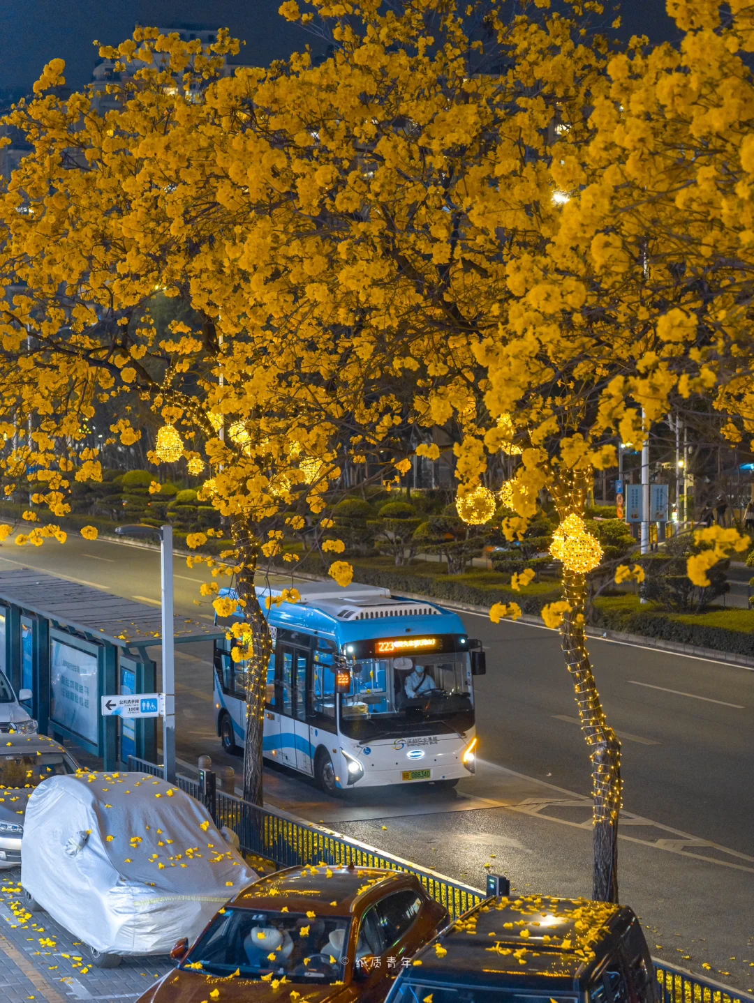 深圳拍照|夜幕下的黄风铃太治愈了‼️
