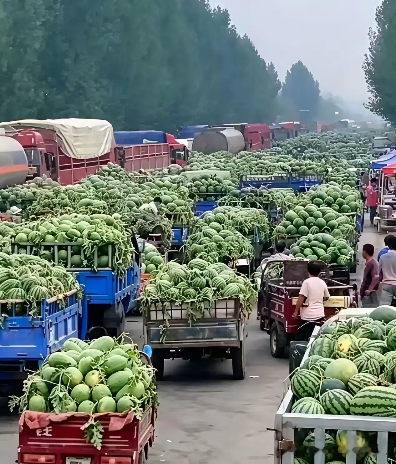 西瓜滞销了啊。装轮船出口韩国可行啊？