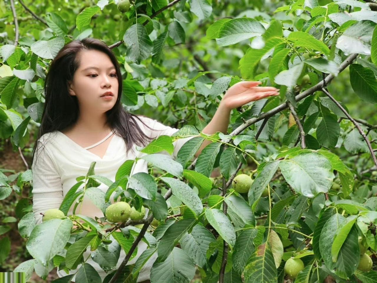 甘味九源核桃油：山野有答

离开果园时，婷婷回望满山青实。雨洗过的绿意愈发清透，