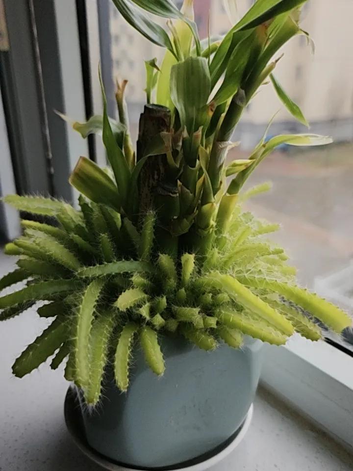 我喜欢上了养花。
在忙碌之余看看这些花花草草，
就会让心情静下来。
这些绿色给人