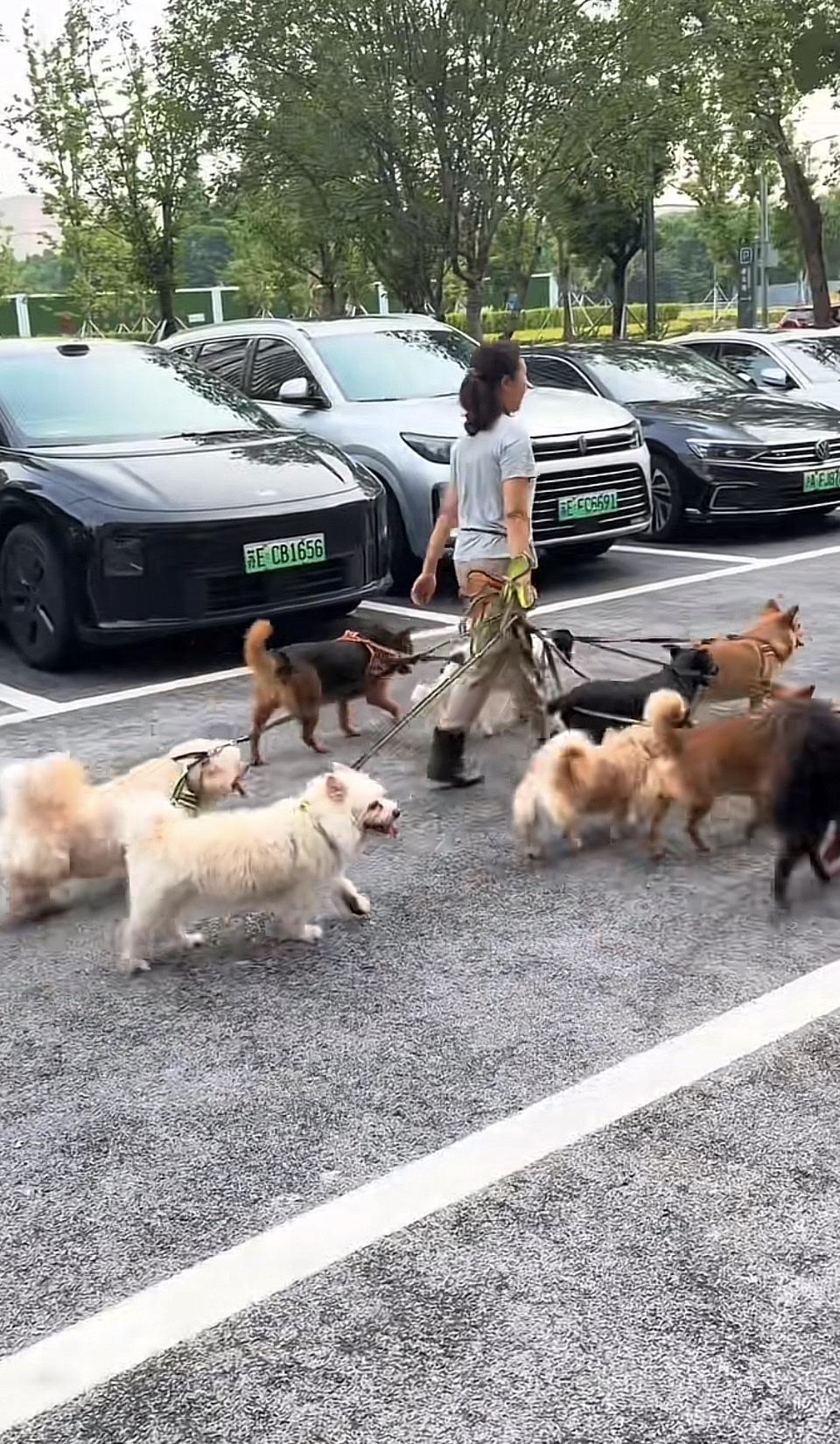 遛狗日常：带着我的“小分队”，一起享受户外时光！🐾🐾🐾