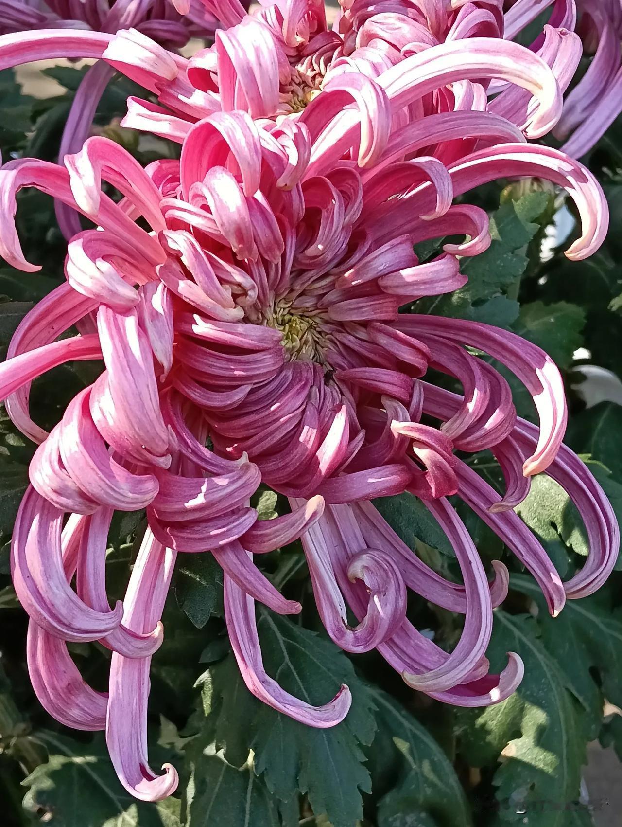 姿态奇异的菊花#秋季景色大pk##菊花# #秋# 