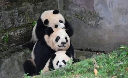 遇到叠叠熊猫请不要无视，你的运势三倍上升 
