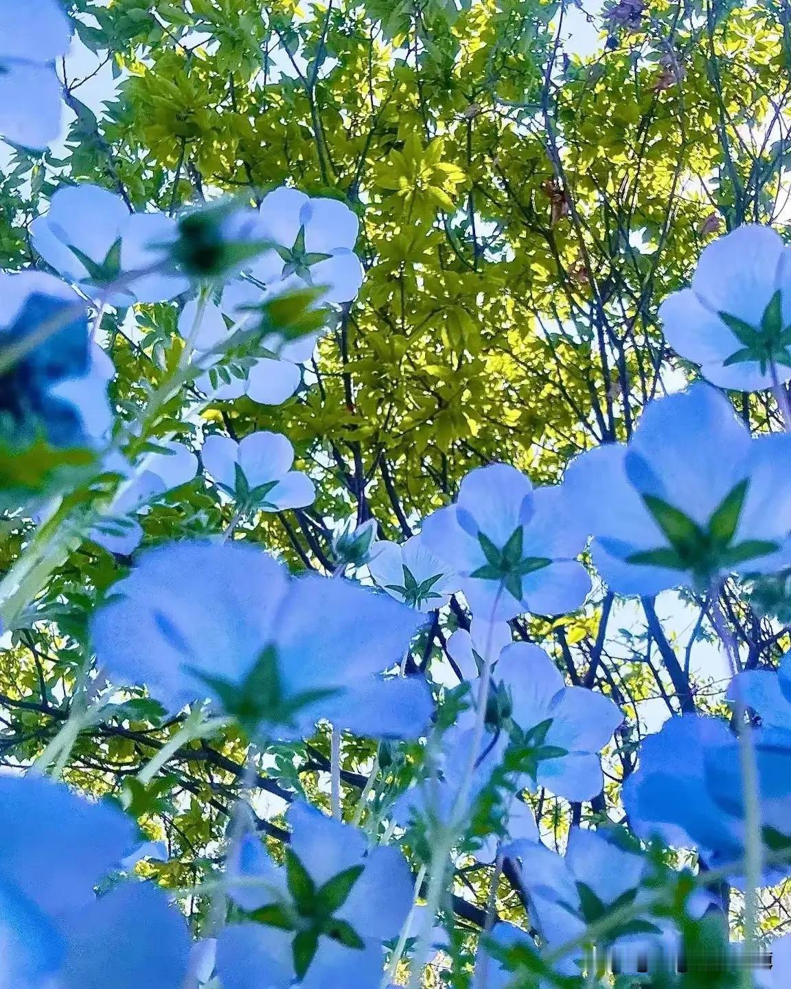 立夏了，
初夏花开！