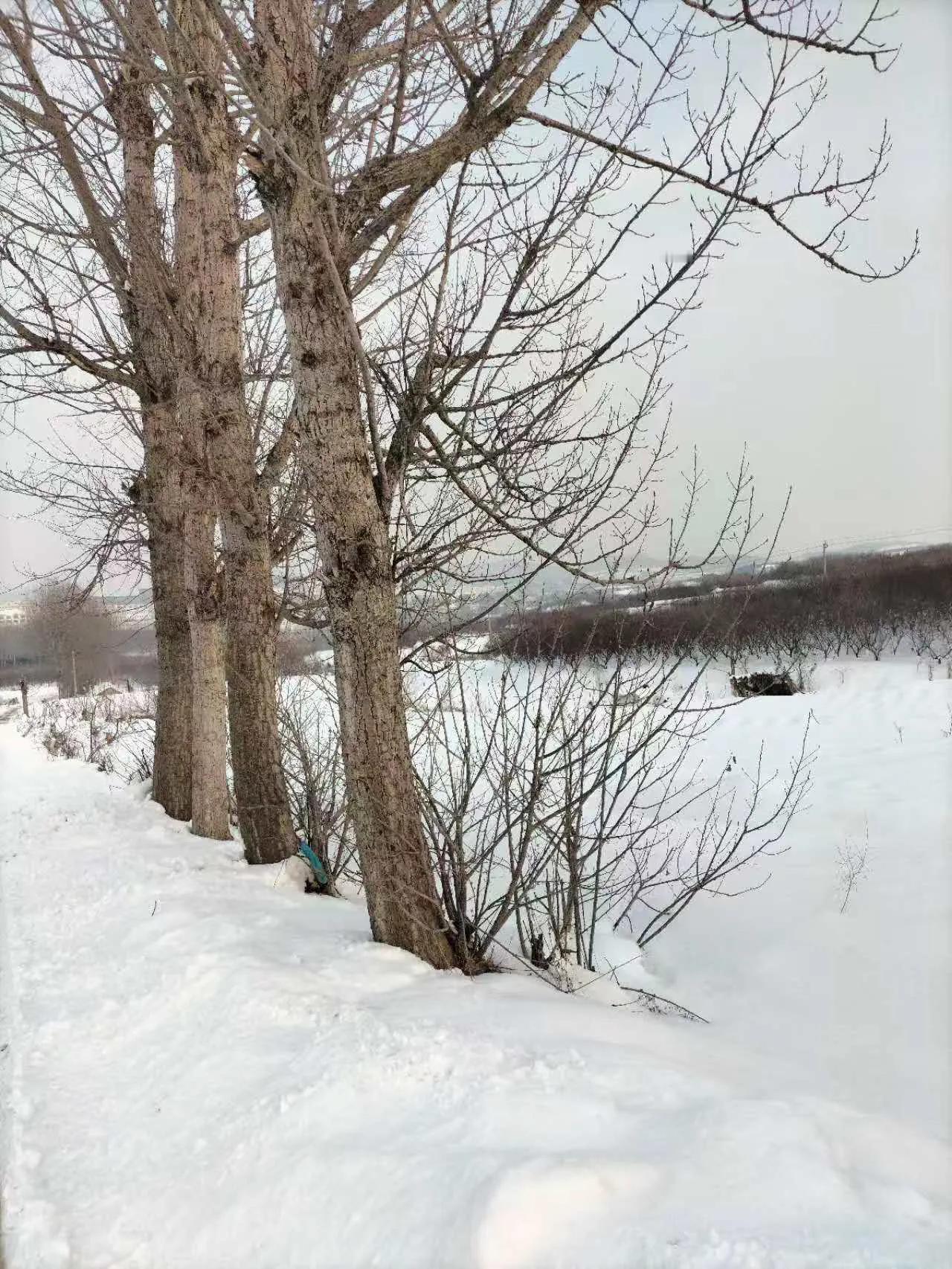 又到了雪姑娘可可爱爱的时候，可惜武汉见不到一丁点儿，于是想念起山西老家，于是给父