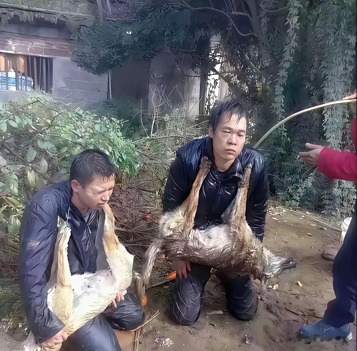 偷狗贼应有的下场！😡
