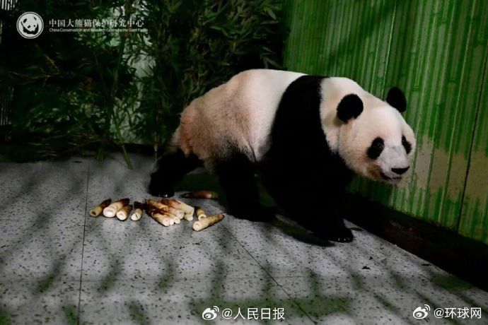 【欢迎回家！#晓晓蕾蕾回家最新画面#】北京时间1月28日1时，我国旅居日本东京都