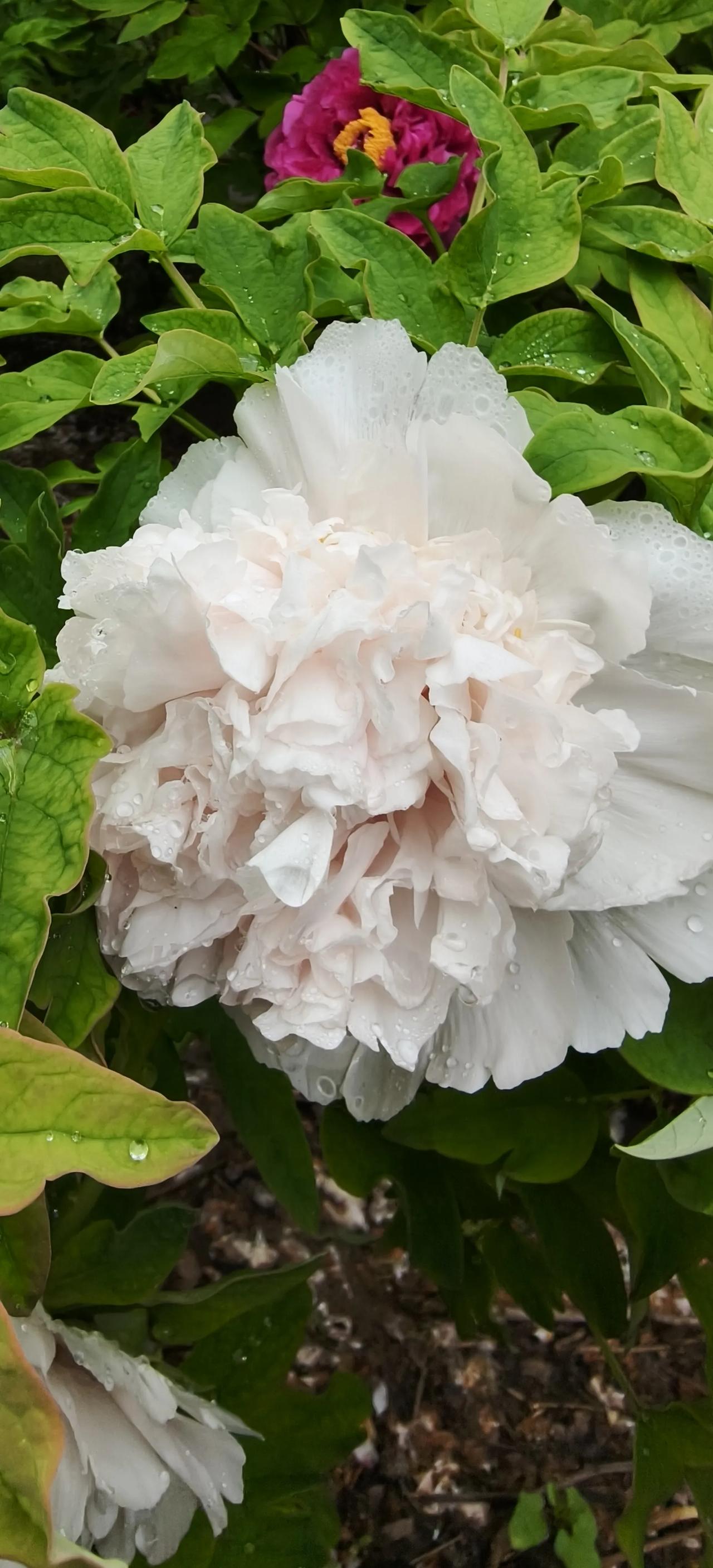 分享一张你拍的花，什么花都行白牡丹素白如雪，花瓣层叠如云，金蕊点缀其间。不似繁花