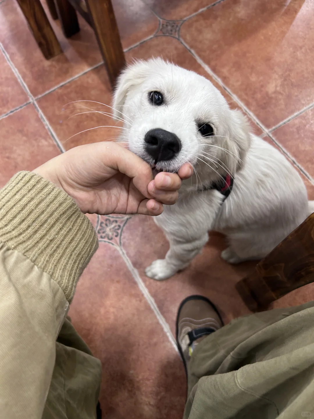 小黑的好朋狗，温顺大白丢了🥲