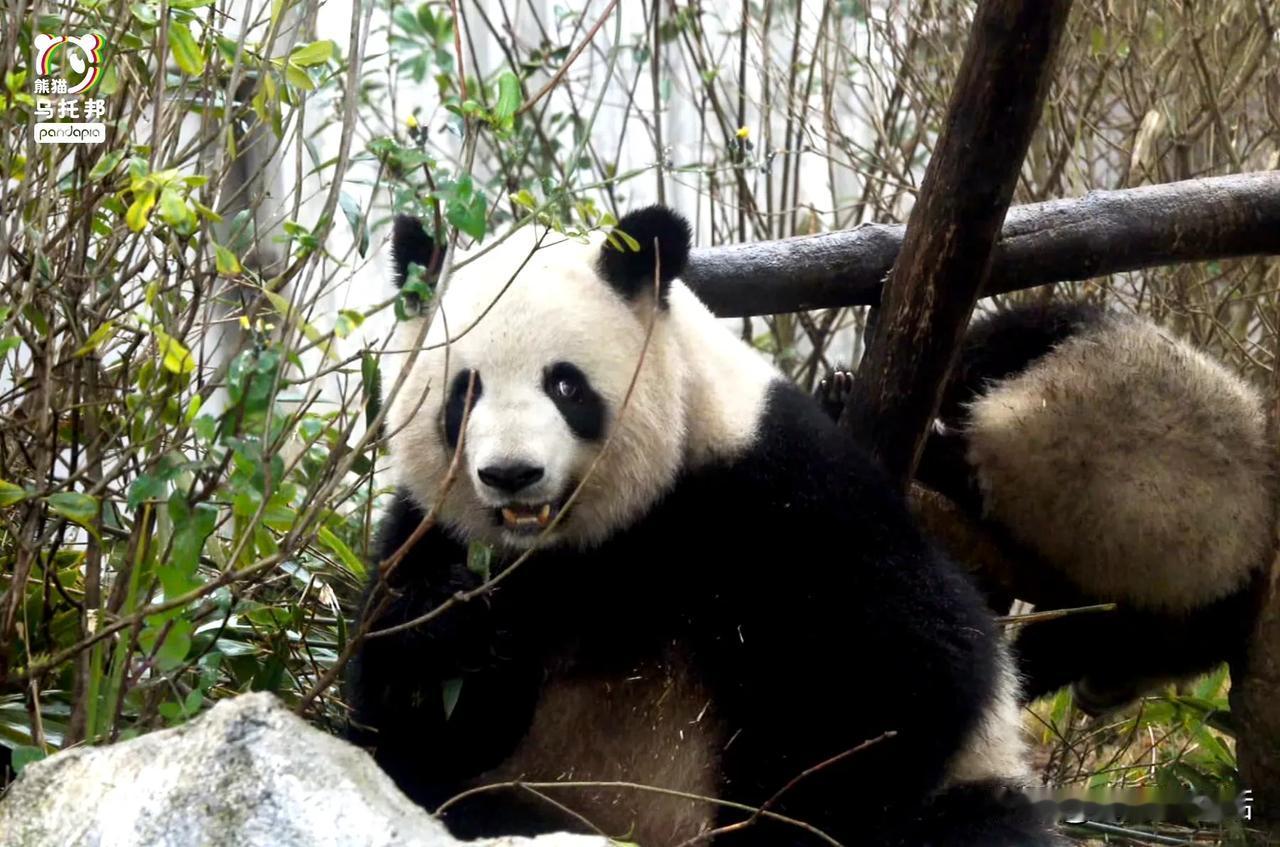 一个一安静就有大事发生了娃小熊猫幼崽，一个只想安静吃饭的熊猫妈妈。

淼淼呀，你