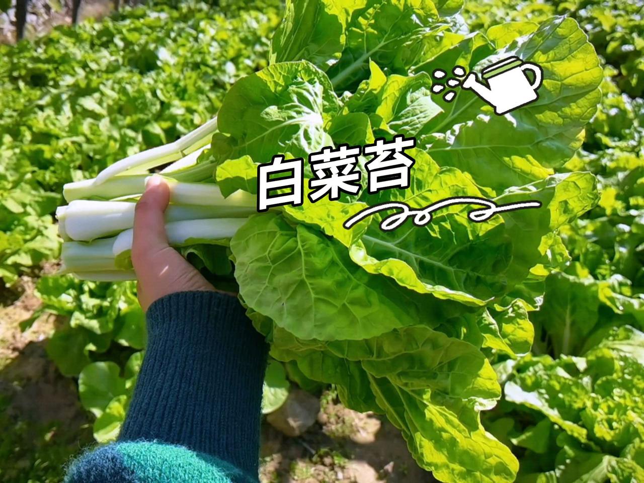 冬天的家常菜少不了白菜苔，细腻柔软微甜！今年第一次种这个品种的白菜苔，还好没让人