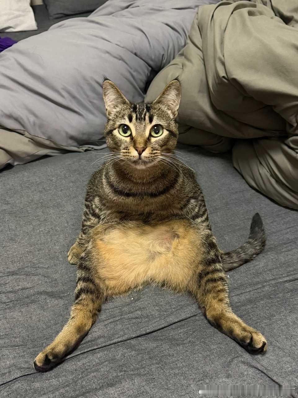 49374【丑猫】坐姿丑得让人发指！此为何物？ 