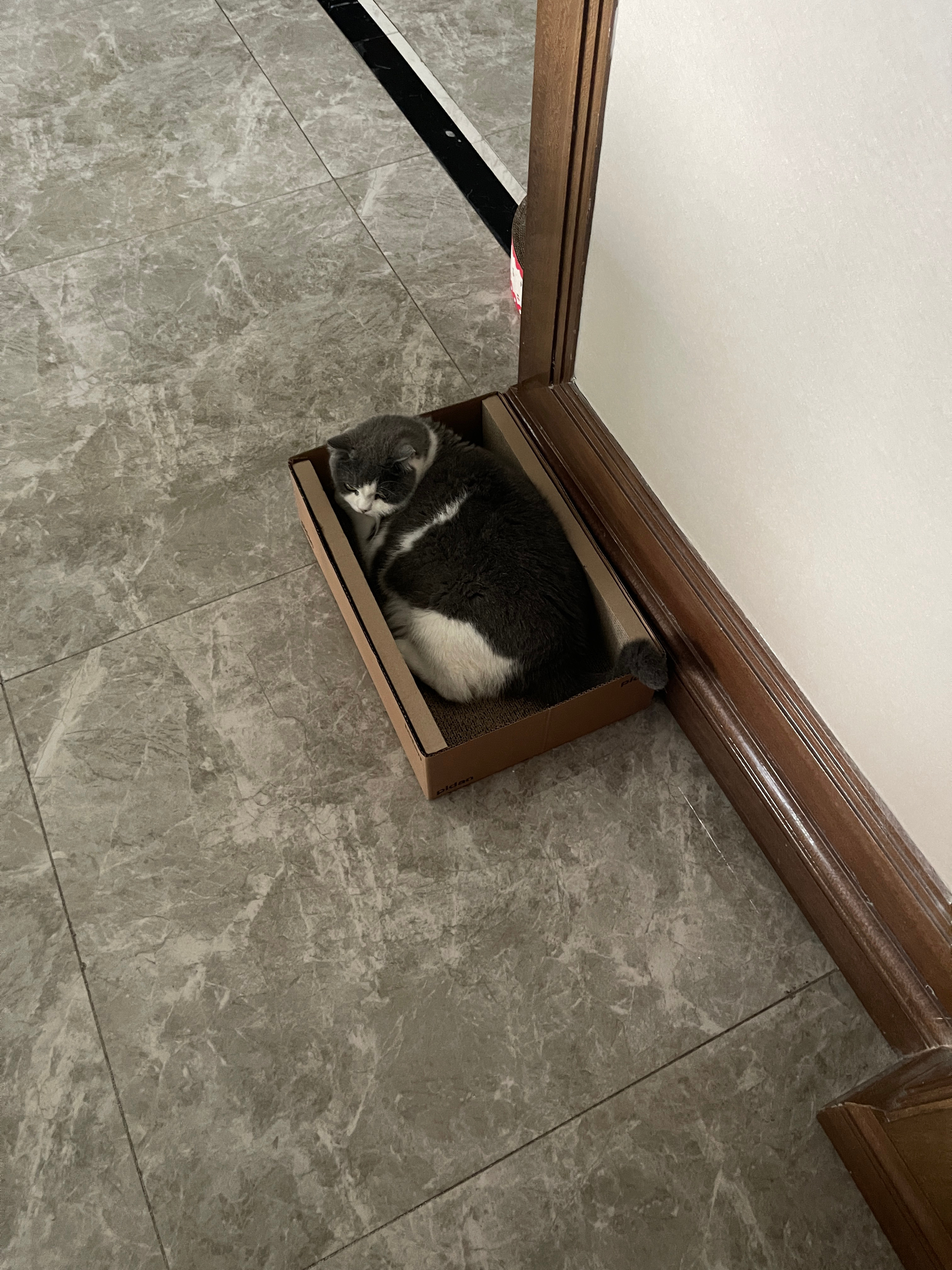 就这样把圆圆端走啦 
