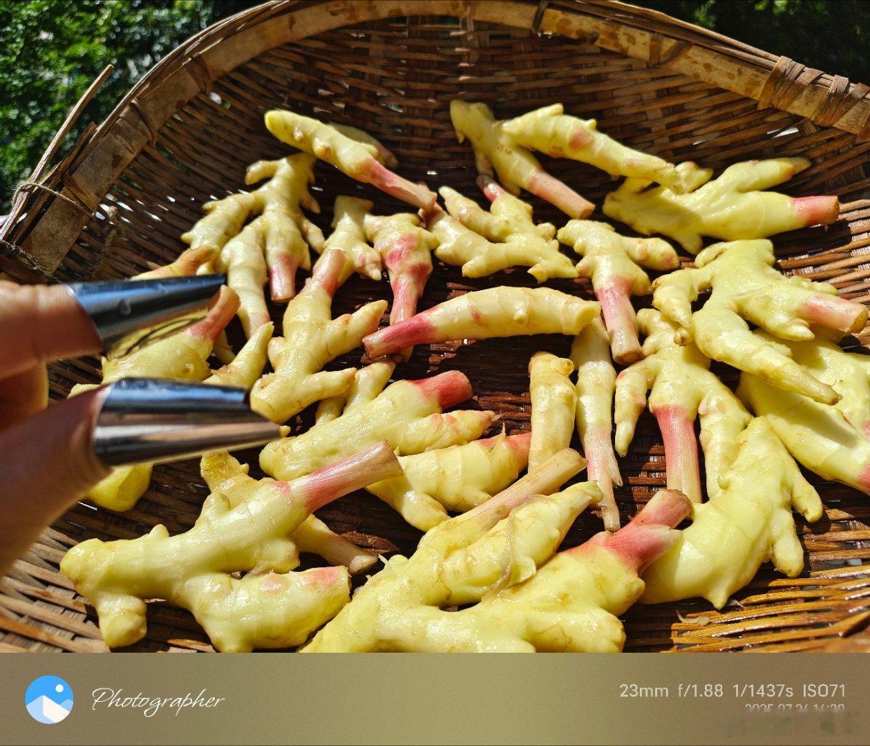 冬吃萝卜夏吃姜，上次买的奇奇怪怪派上用场。 ​​​