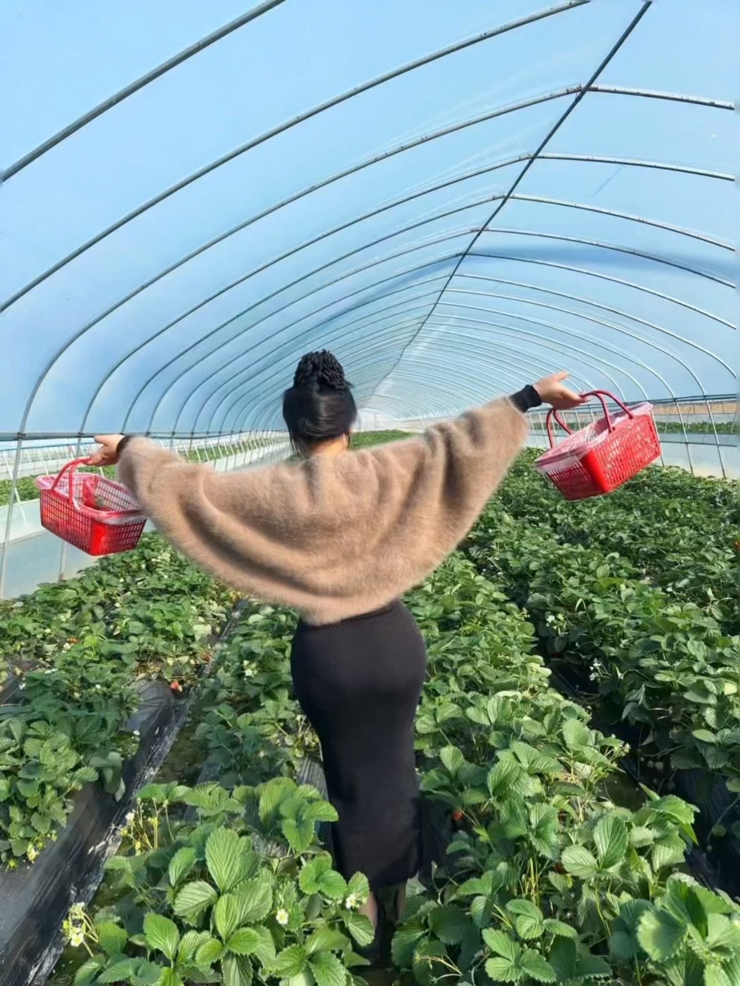 摘草莓的快乐谁懂 