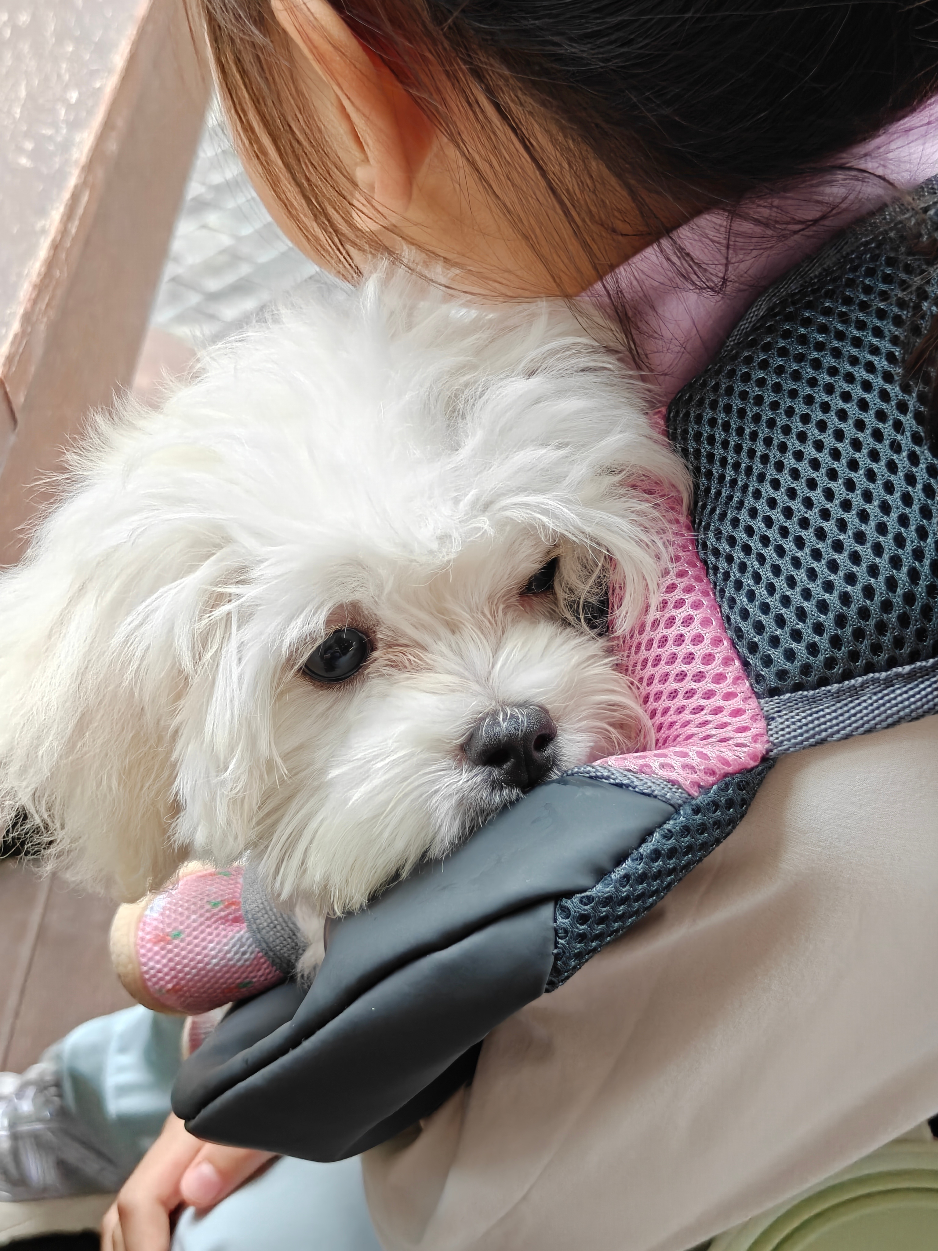 最近养娃发现一个冷知识：木瓜吃多了第二天拉的屎是木瓜味的，很神奇