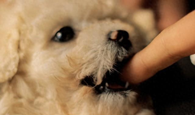 狗咬人后暴亡，男子吓出冷汗紧急打针！

湖北一男子在小区楼道被流浪狗咬伤小腿轻微