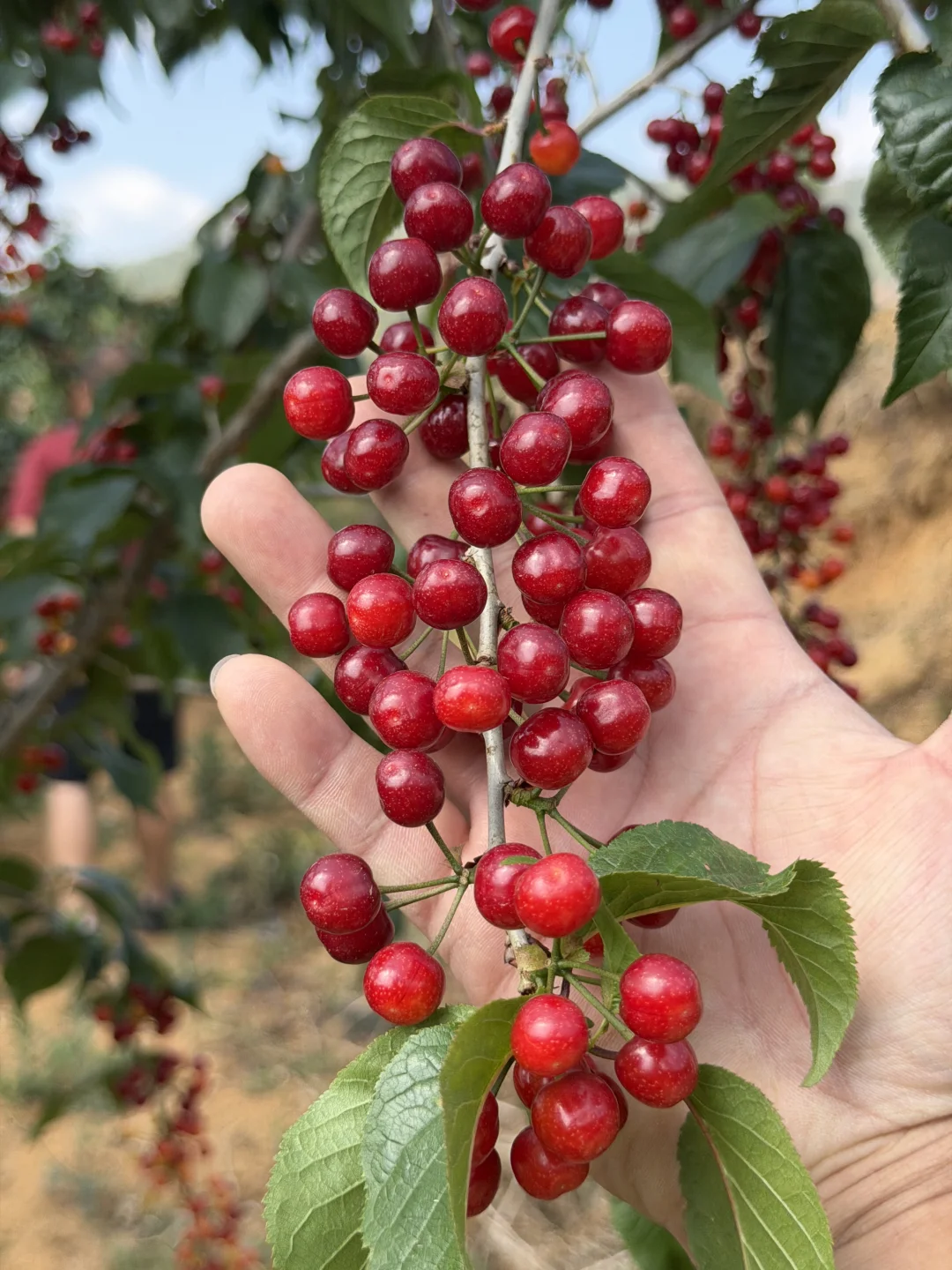 高原上的小糖豆，黑钻小樱桃，纯甜味浓。