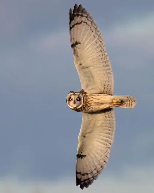 美图欣赏——猫头鹰飞行之美