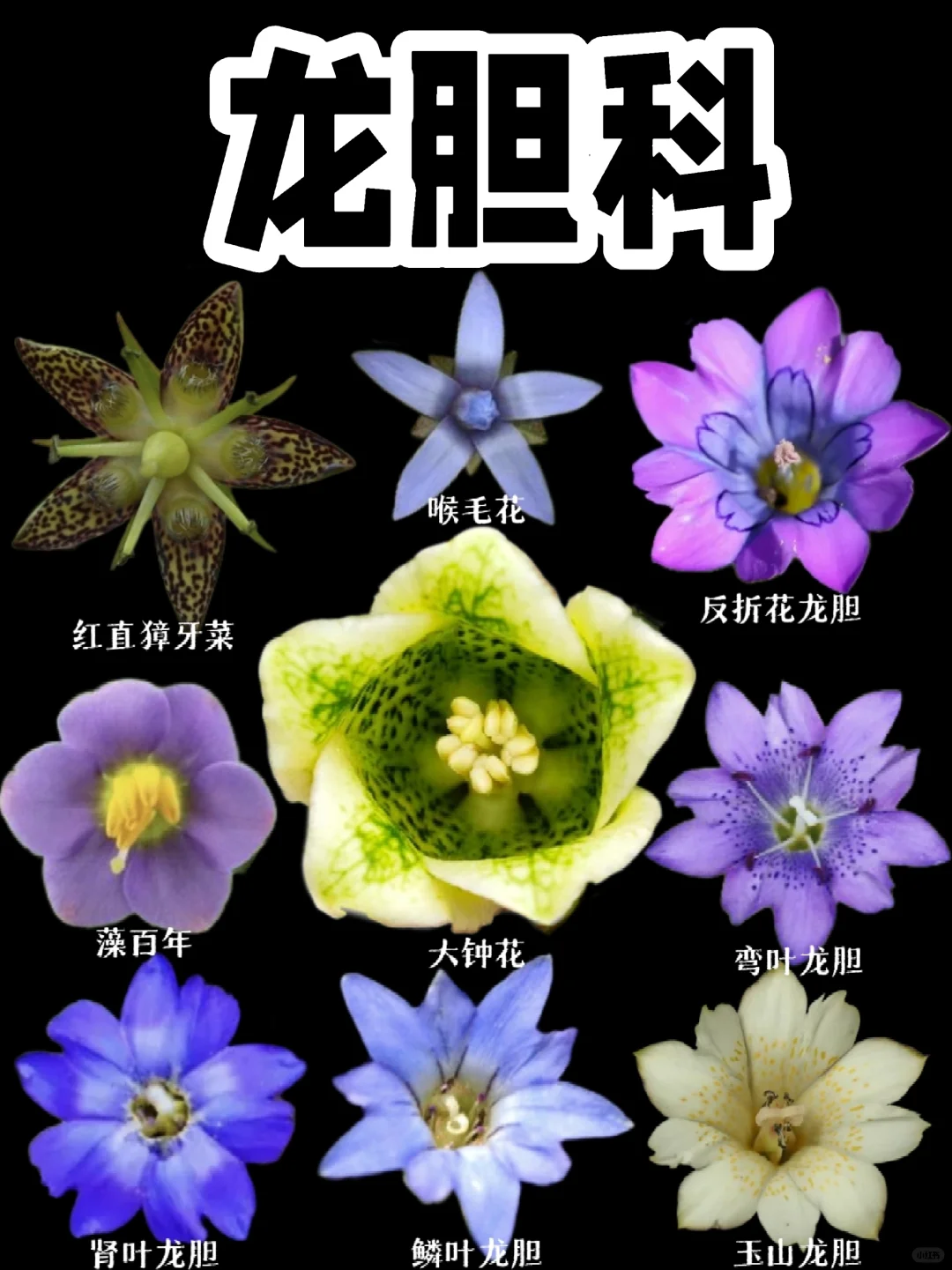【龙胆科植物】花中仙子