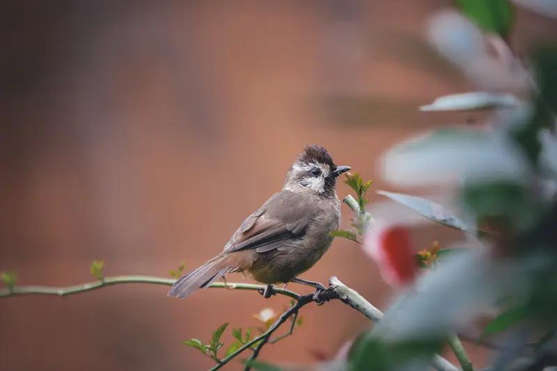 今天，我清洗了电饭煲，将带着吃剩的白白胖胖饭粒的水泼在了厂门口。未曾料到，两只小