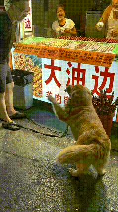 我看完这段直接被逗乐了，这只大金毛简直是小吃货本货。路过街边的大油边摊位，它直接