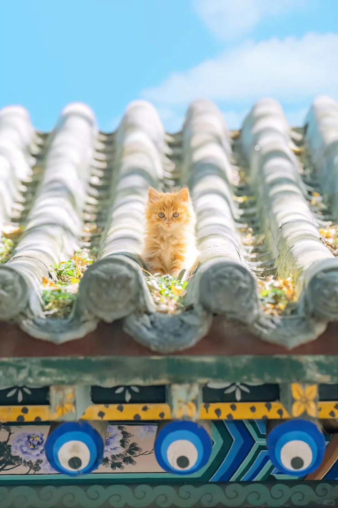 既然喜欢，那就再发一组发光猫