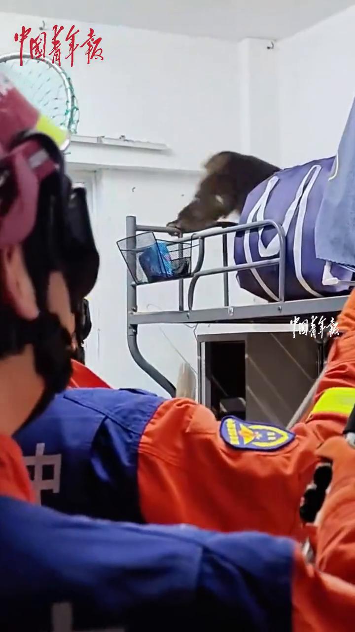 中国青年报。
近日安徽铜陵，一只野生黄山短尾猴意外闯入铜陵学院男生宿舍，多部门合