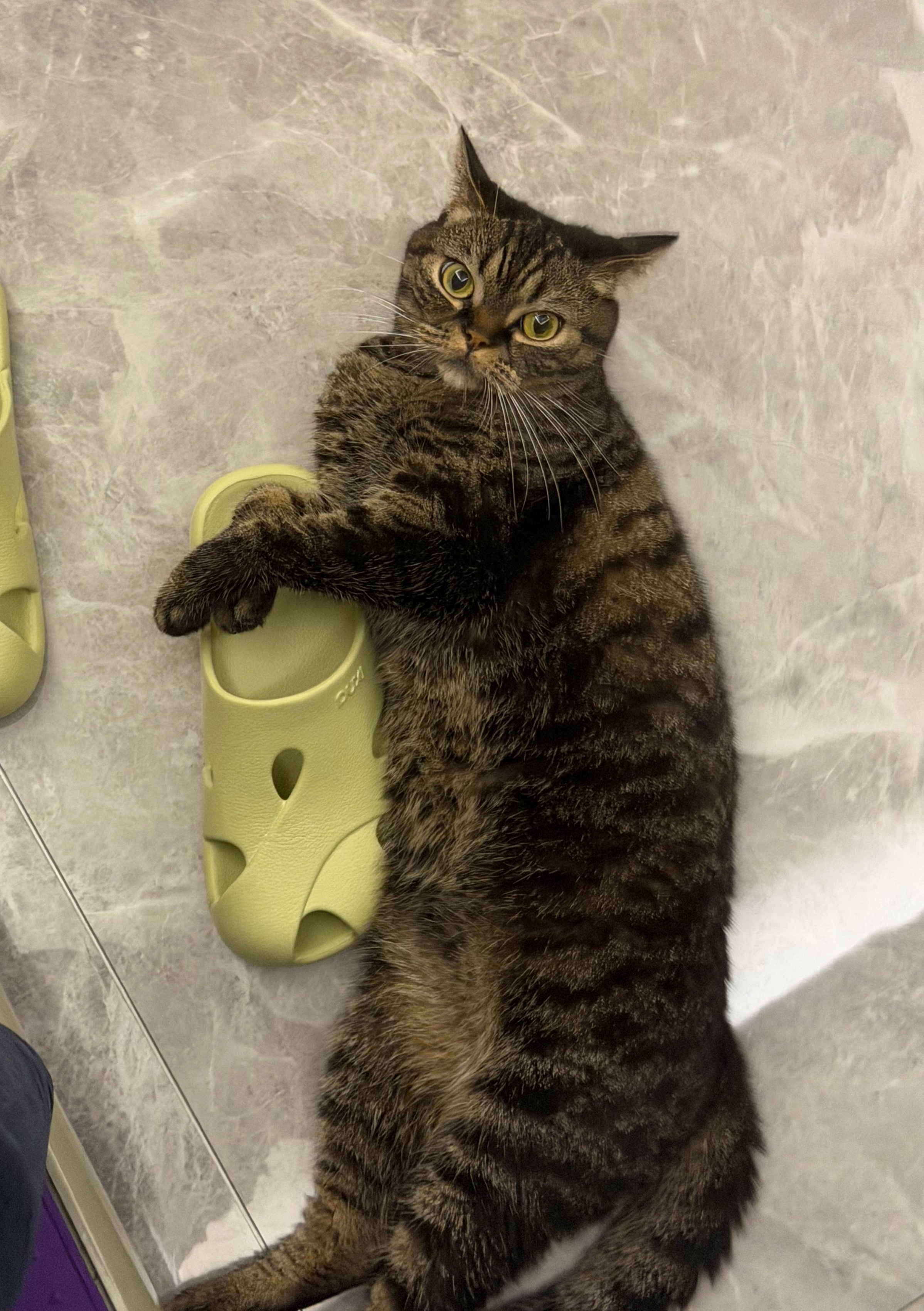 唯一不嫌弃我🦶臭之🐱（bushi） 