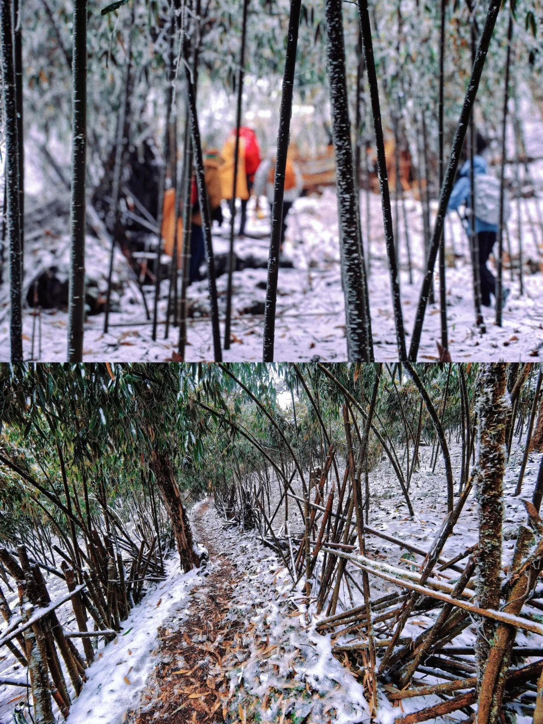 柏芷山下雪啦｜“小鸟计划”净山清野第一期