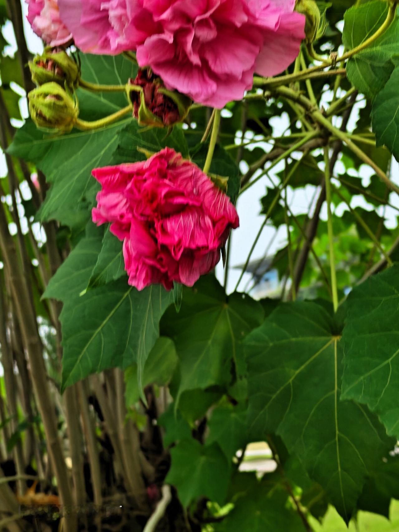 公园里的花儿真得很漂亮，颜色鲜艳，多层花瓣，花型肥大！