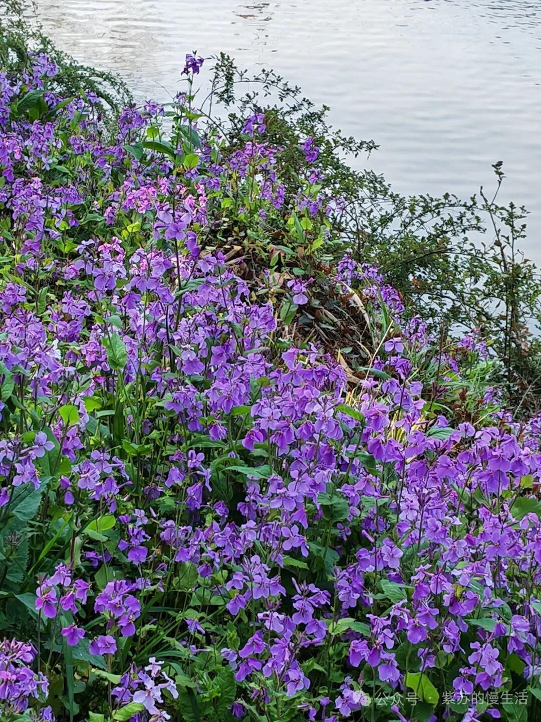 紫色的花海，浪漫而宁静，仿佛置身于童话世界。