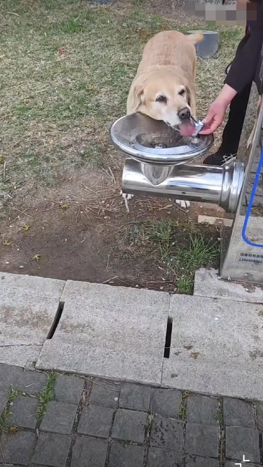 这个低位饮水器，到底是给宠物还是给孩子准备的呢？[酷拽]宠物猫饮水器 宠物循环饮