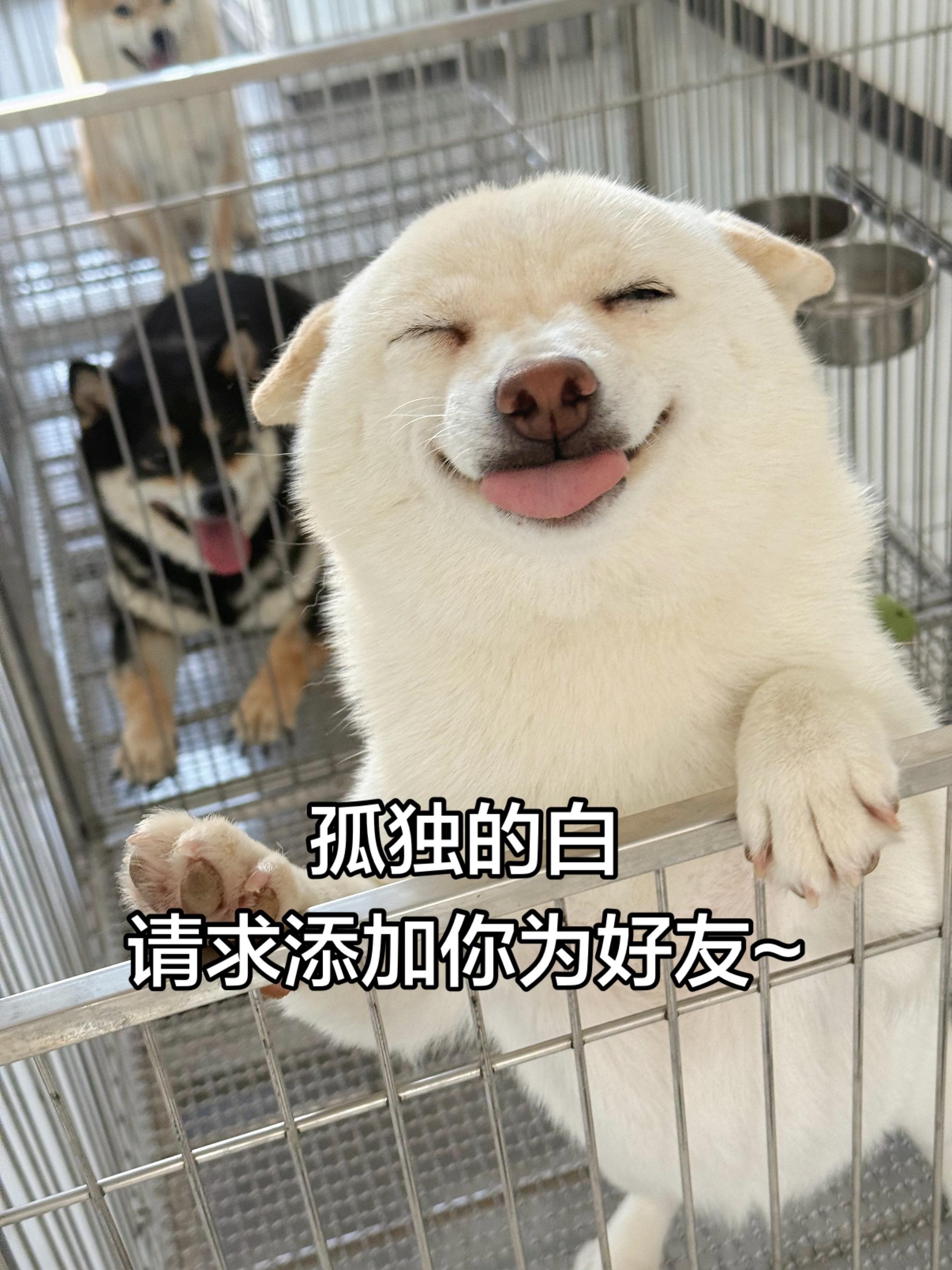 孤独的白 请求添加你为好友~