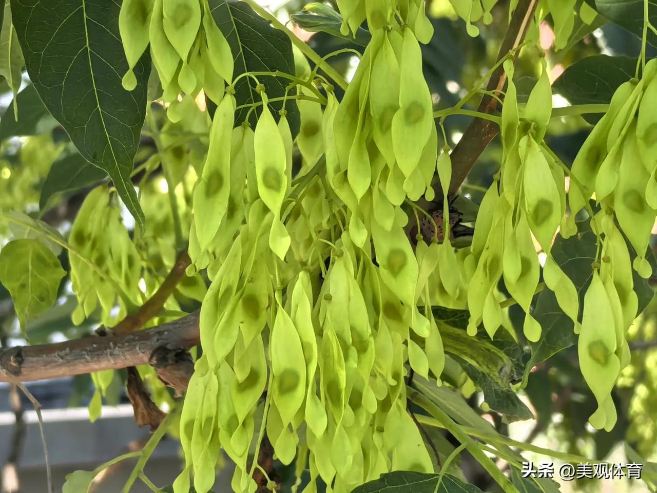 紫竹院：清凉夏日
