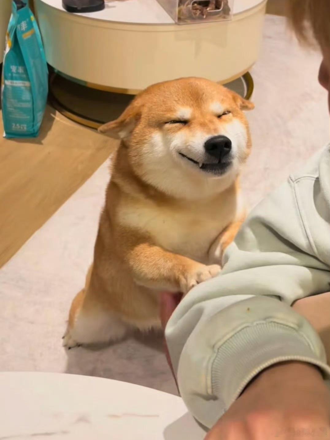 网红柴犬佩奇中毒死亡养宠人看不得这些……前有papi中毒去世，papi妈妈3年9